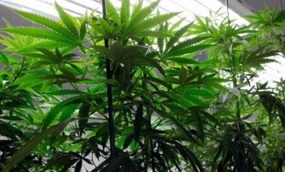 Marijuana plants flourish under grow lights at a warehouse in Denver