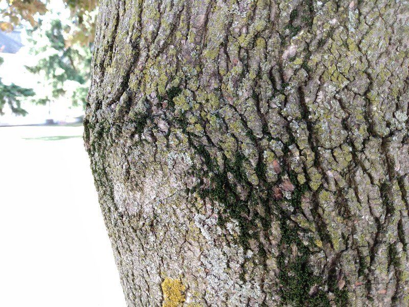 Moto E 2020 Camera Sample