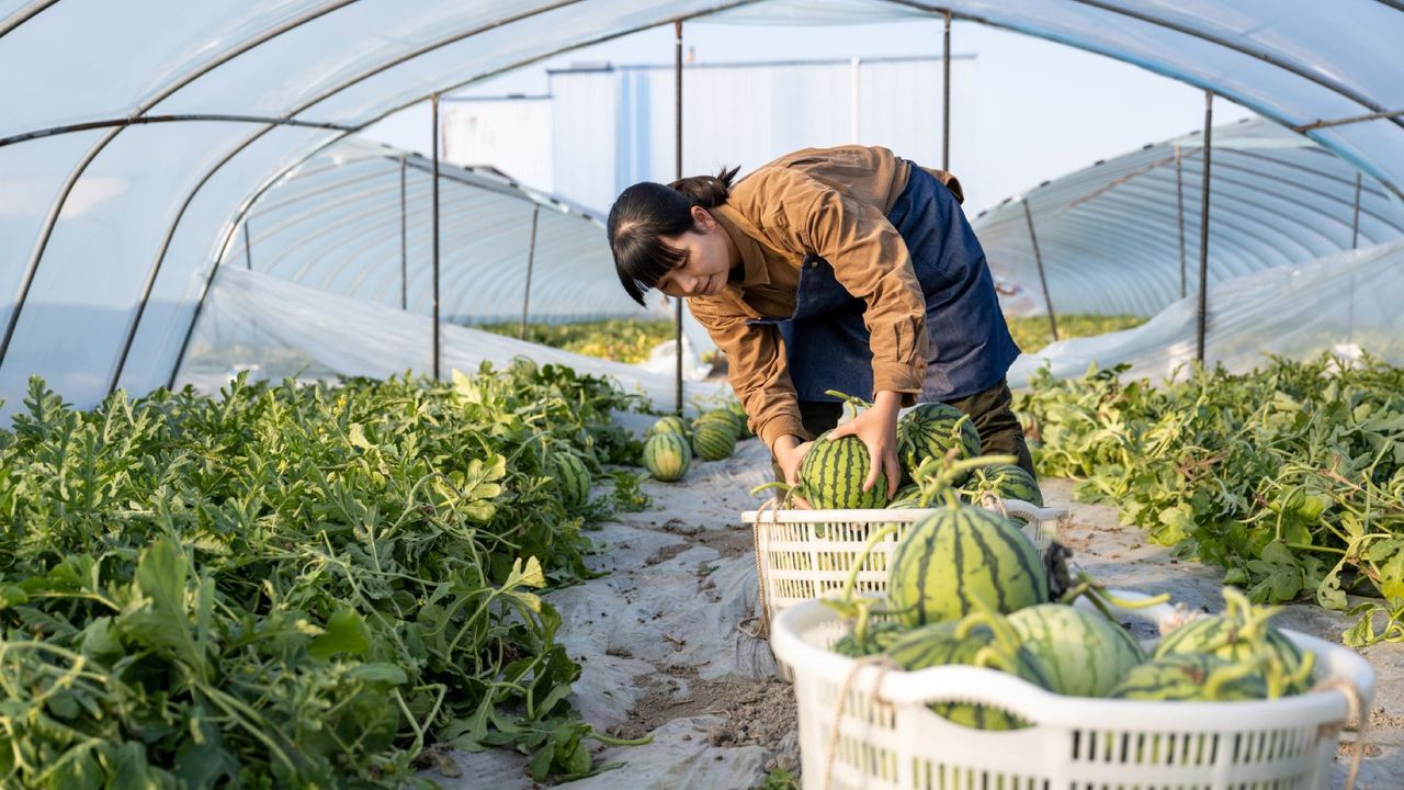 A woman harvests melons in a hoop house