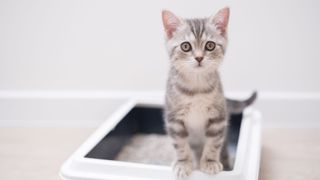 silver cat stood in litter box with cat litter