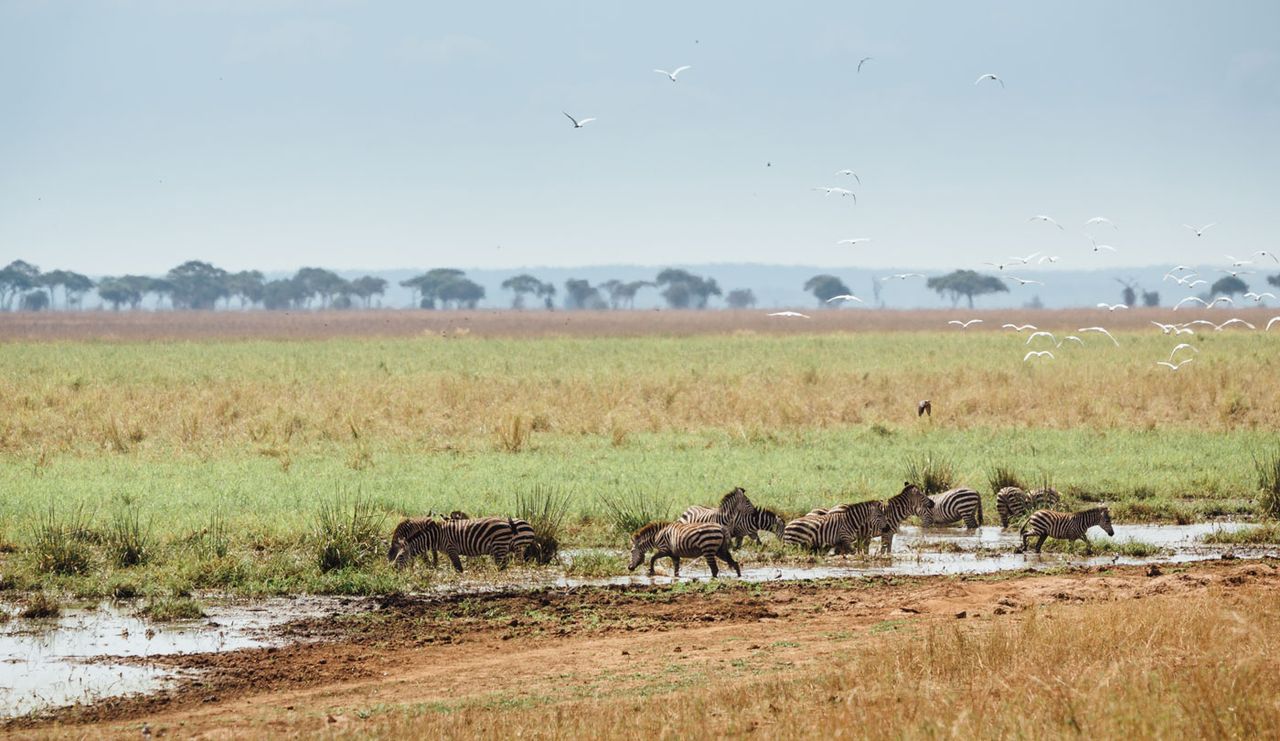 Silale swamp in Tarangire National Park