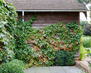 A wooden garden shed with ivy growing up one wall.