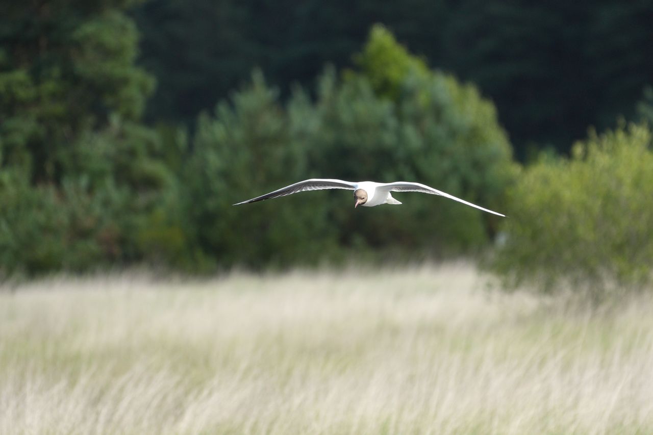 Sony RX10 V bridge camera sample gallery, a bird in flight in a nature reserve