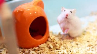 How big should a hamster cage be?