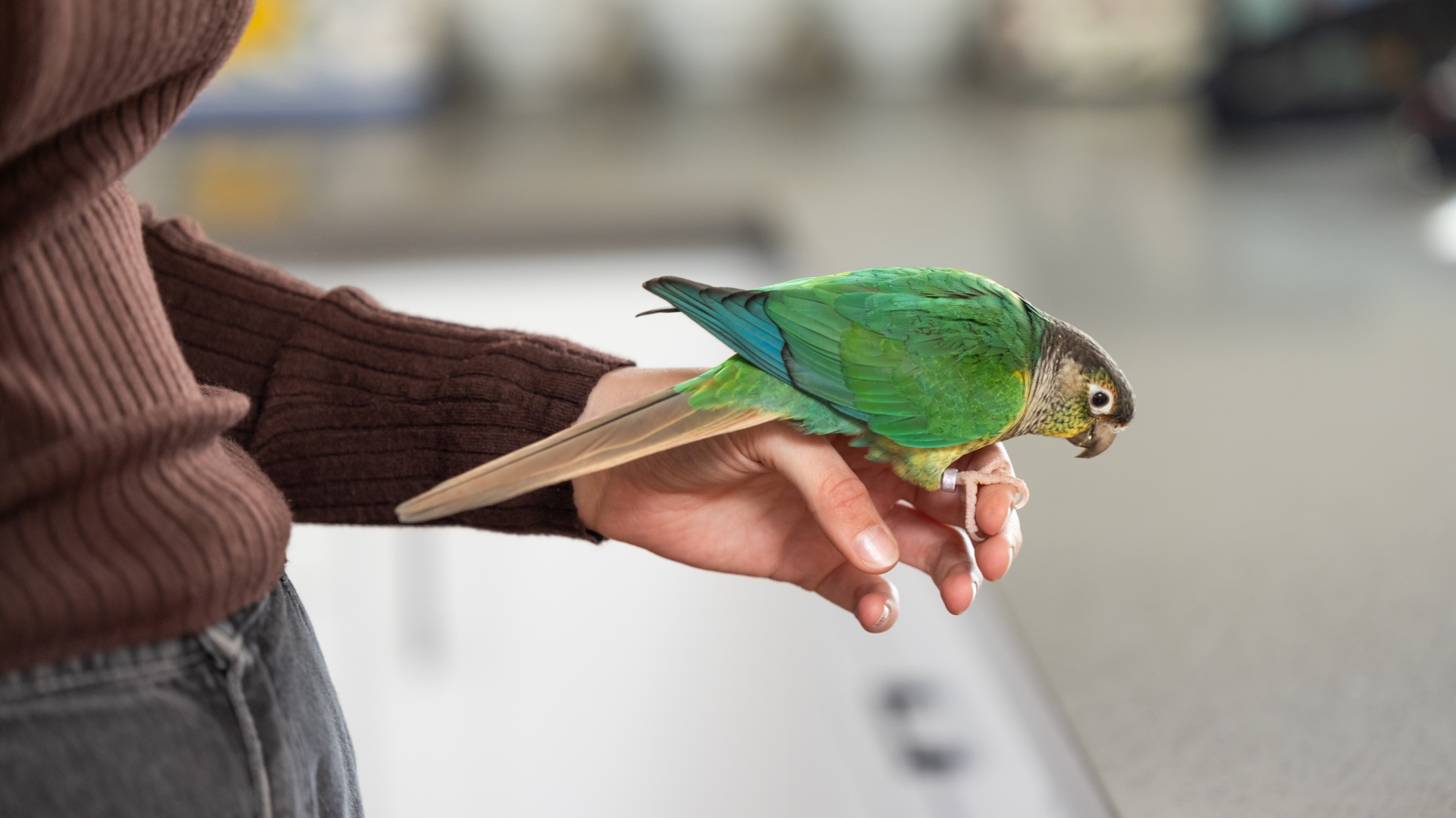Bird perched on woman's hand