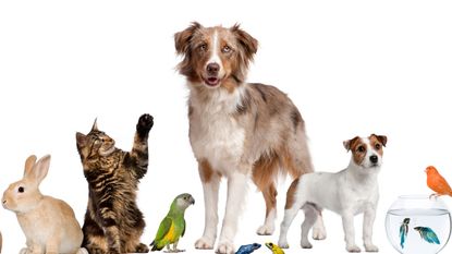 Celebrity pets: Line up of pets