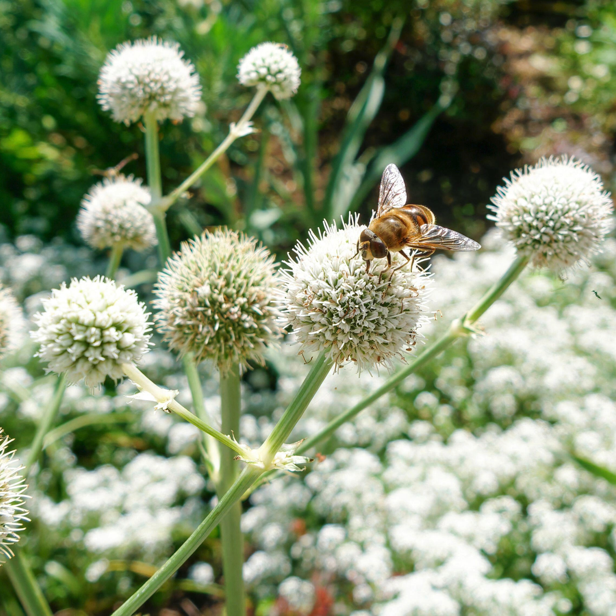 Hoverfly Pollinating Rattlesnake Master in a Summer Garden