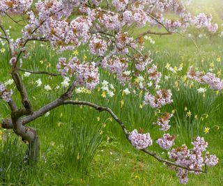 Tree in blossom