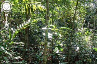 A Google Maps view of the Amazon rainforest.