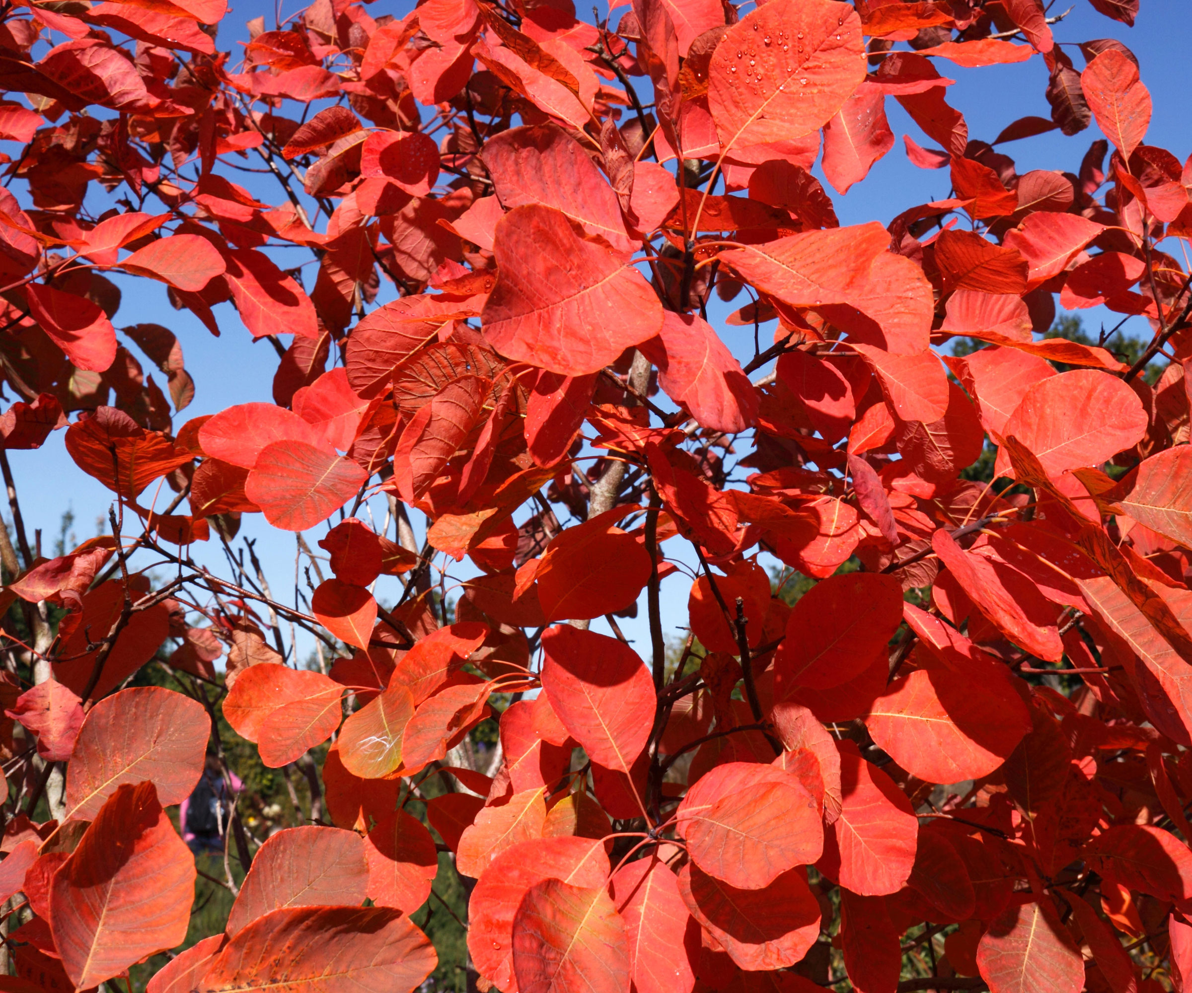 American smoke tree showing red foliage