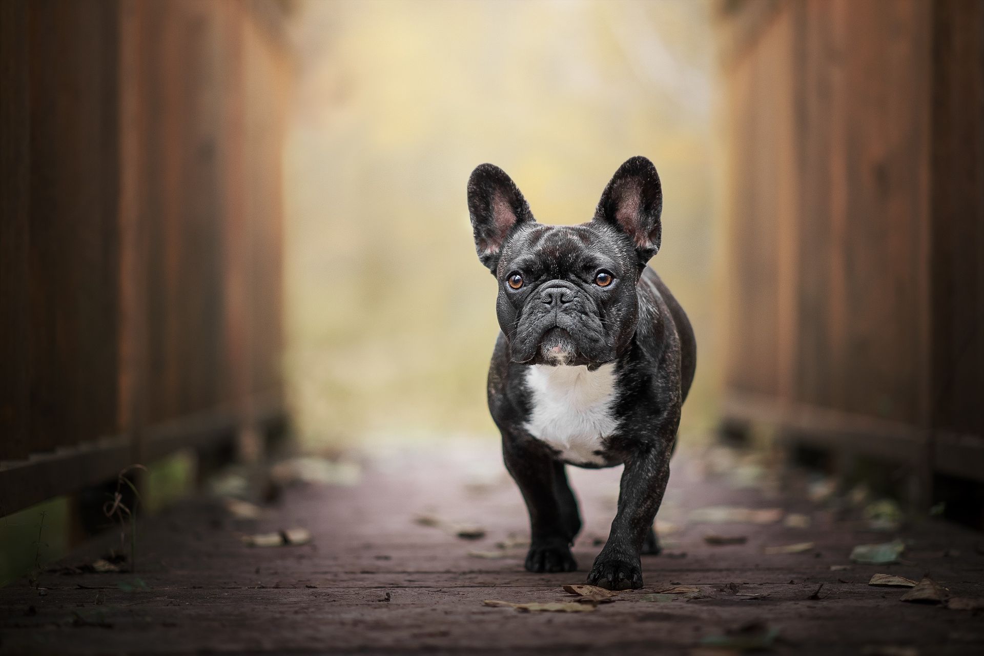 French bulldog