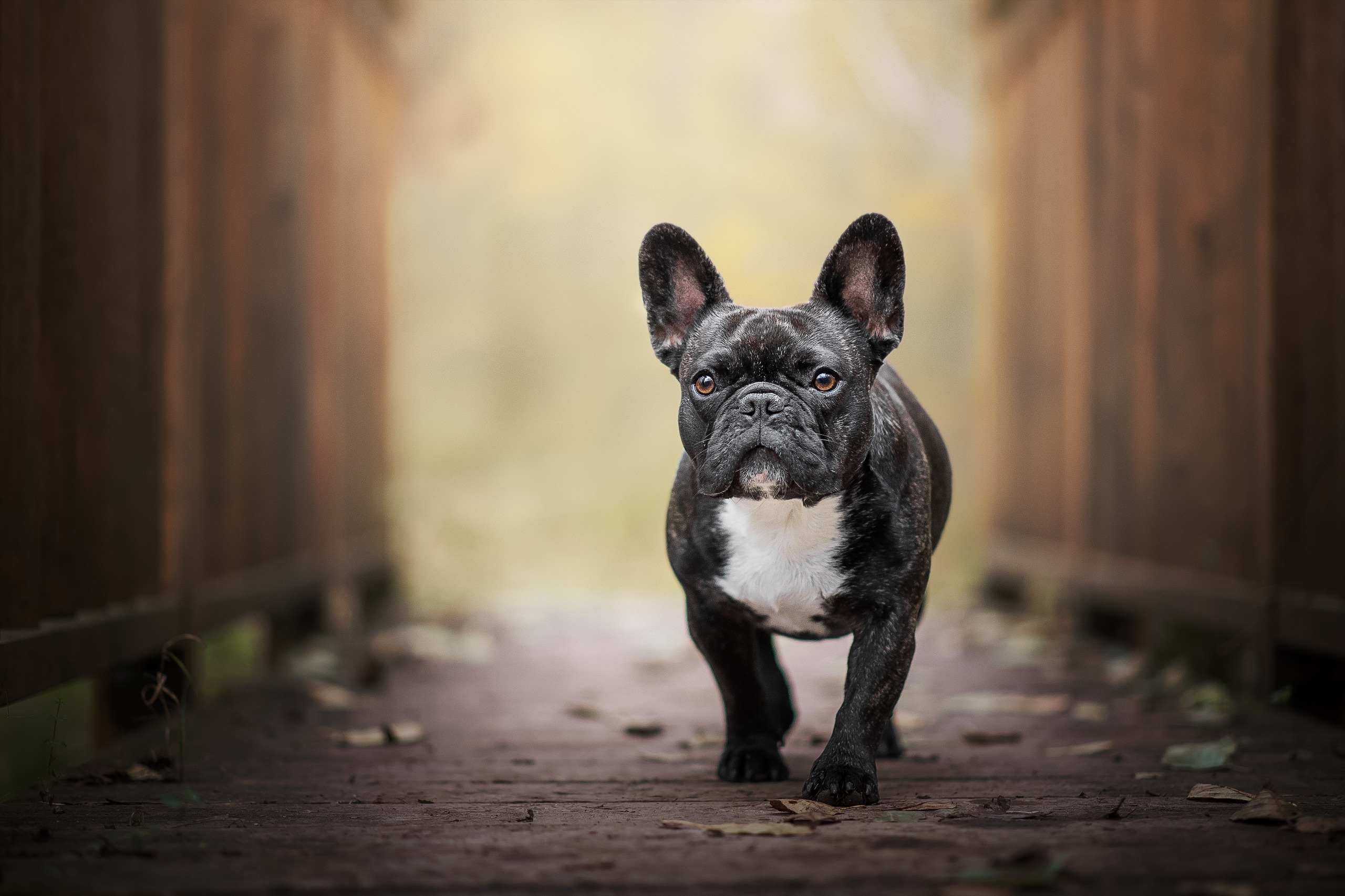 French bulldog