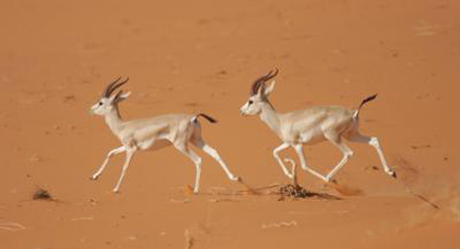 Bizarre Survival Tactic: Gazelles Shrink Heart to Beat Heat | Live Science