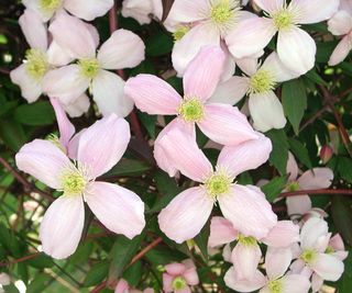 Clematis montana with pink blooms