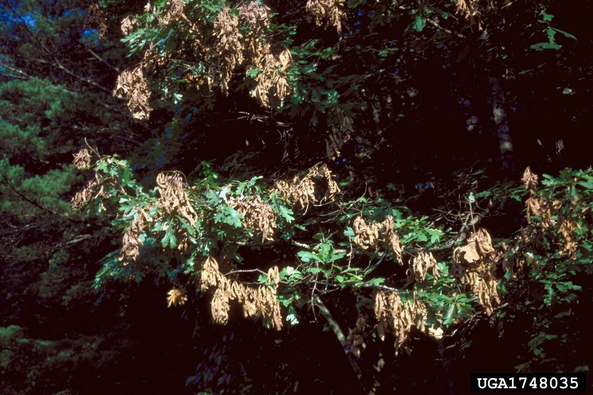 Tree Flgging What Is Branch Flagging: Information On Flagging Damage To Trees ...