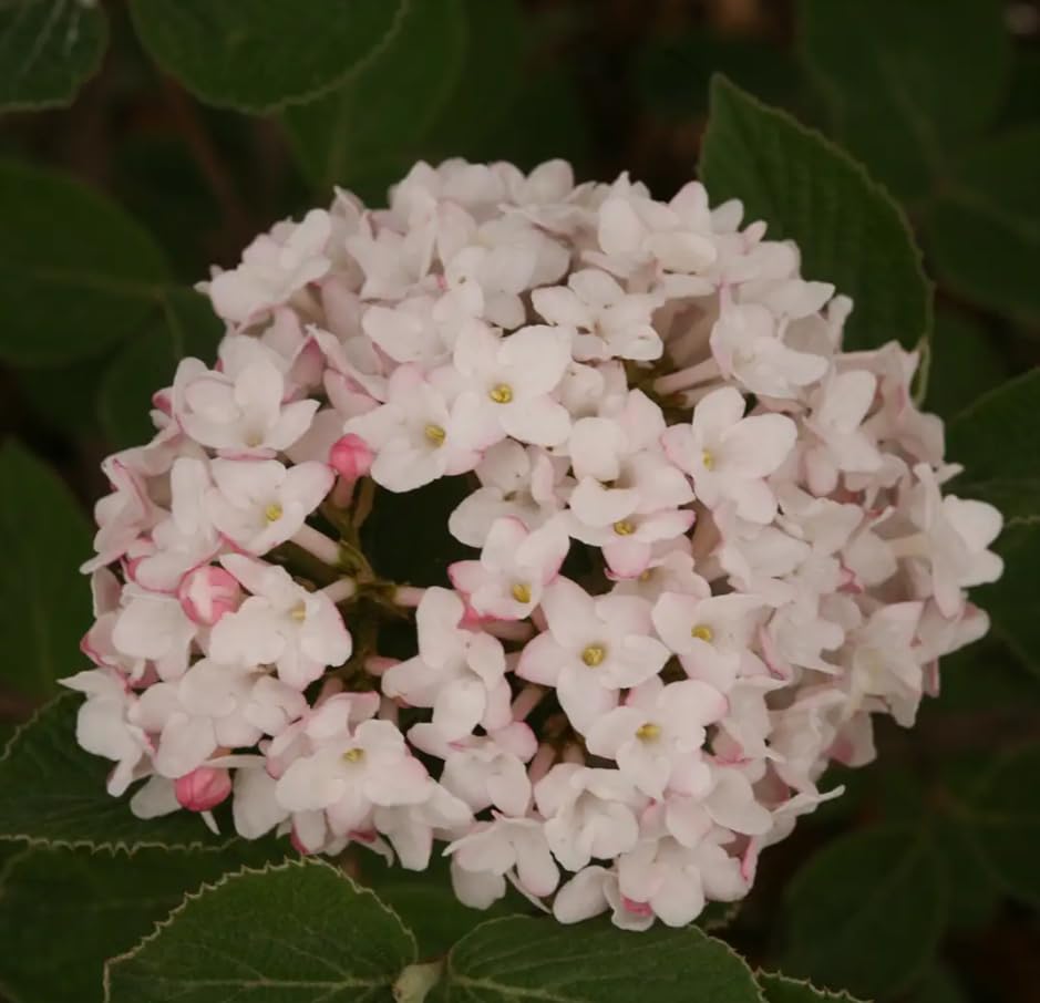 Spice Baby&amp;trade; Korean Spice Viburnum - Proven Winners - 4" Pot