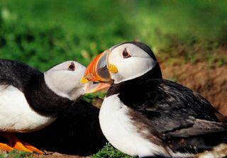 Puffin pairs, like this one, that follow similar migration routes breed more successfully the following season, research has found.
