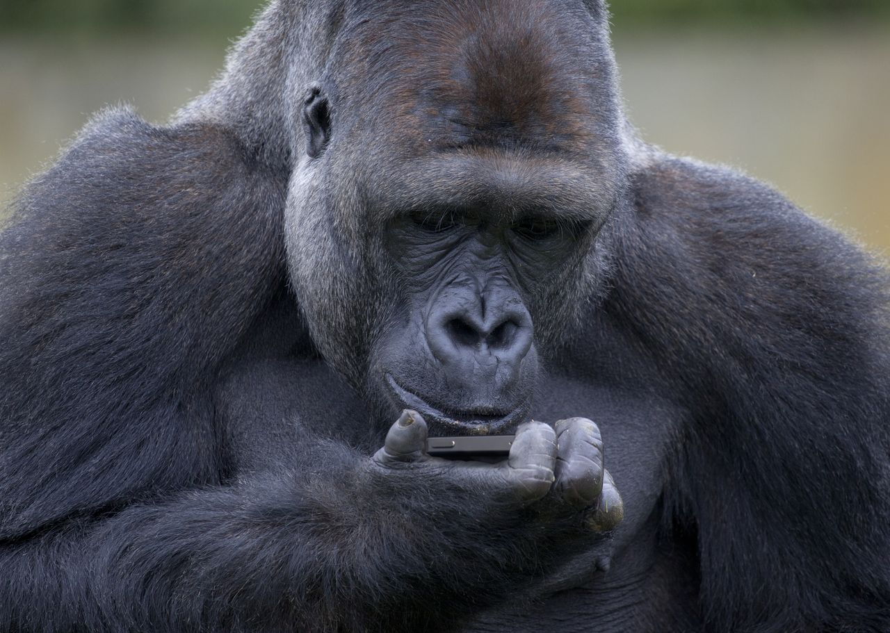 A gorilla.