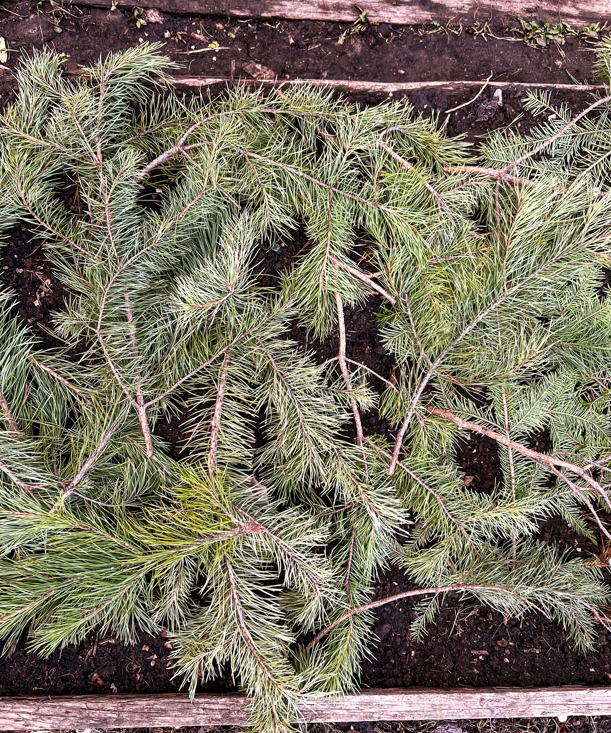 christmas tree branches used as protective mulch in raised bed