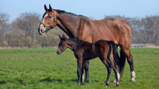A bay mare and her foal out in the field