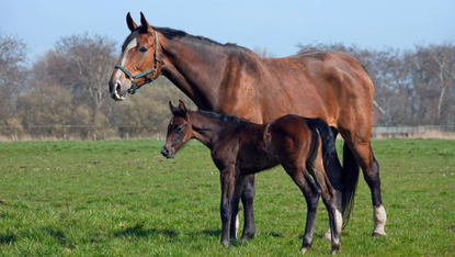 A bay mare and her foal out in the field