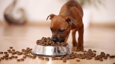 Best dry food for puppy