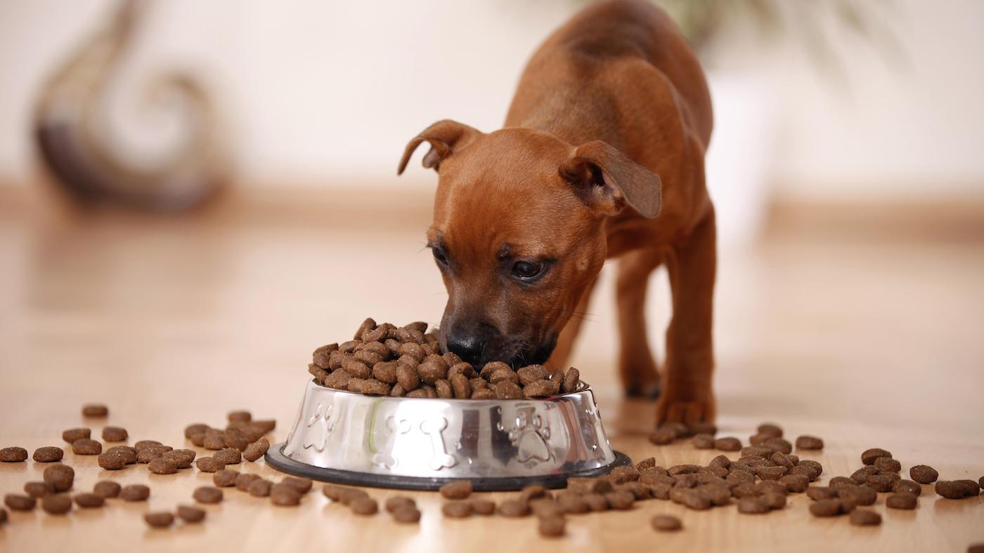 Best dry food for puppy