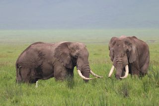 Elephants captured on Canon cameras by Babson students in Tanzania.
