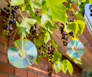 CDs hung in grapevines to deter birds