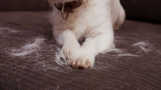 Dog paws on fabric with white hair on it