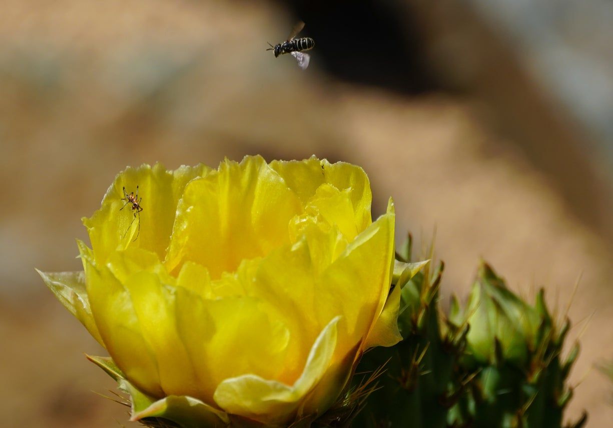 Insects In And Around A Yellow Flower