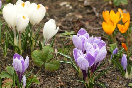 Various Colored Crocus Plants