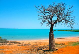 A baobab tree on the beach in Australia