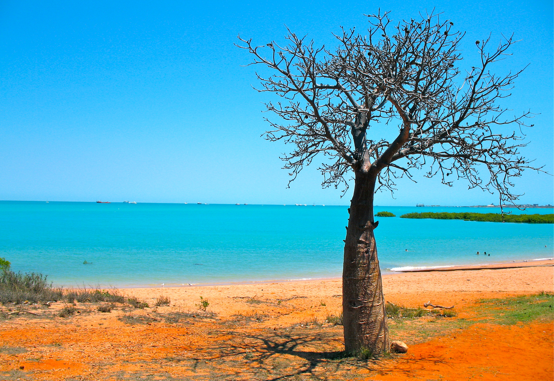 Um baobá na praia da Austrália