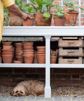 greenhouse shelving with terracotta pots and dog underneath