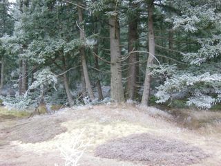 mima mounds in the prairies of Washington state.