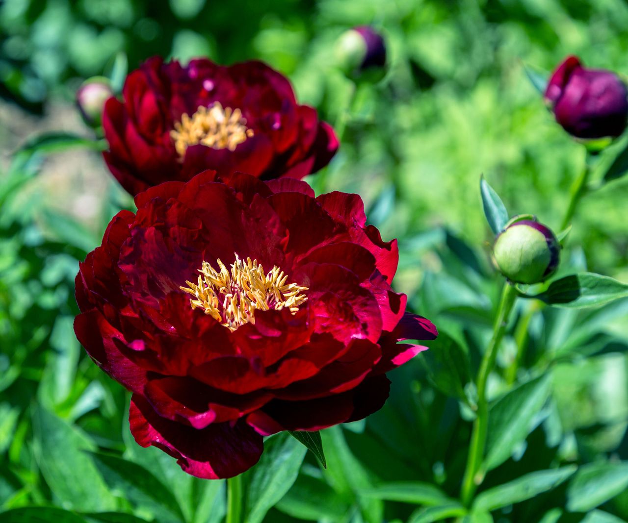 Grow These 8 Peony Colors For A Spring Rainbow In Your Yard | Gardening ...