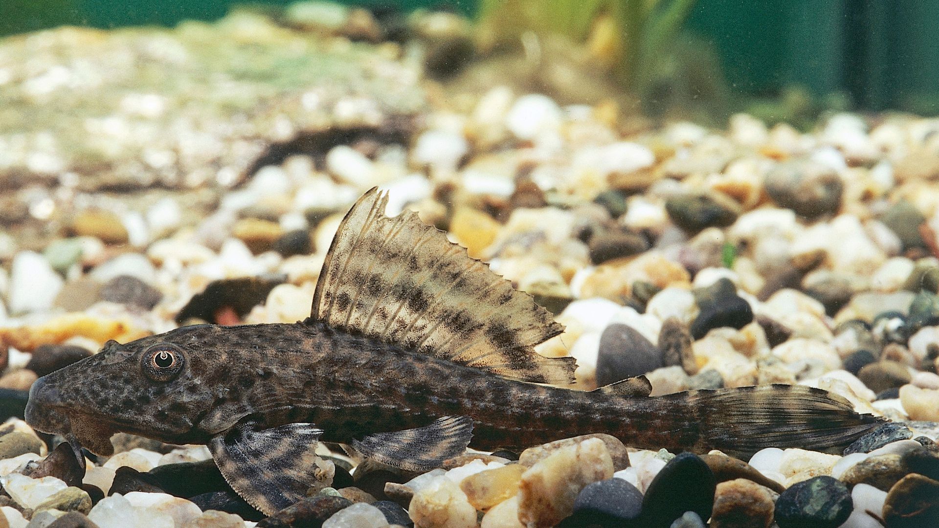 Bristlenose plecos