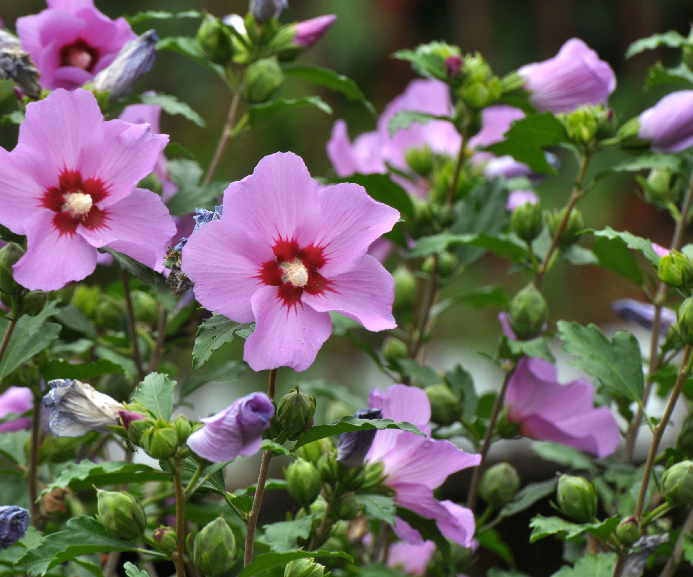 rose of Sharon shrub with pink flowers