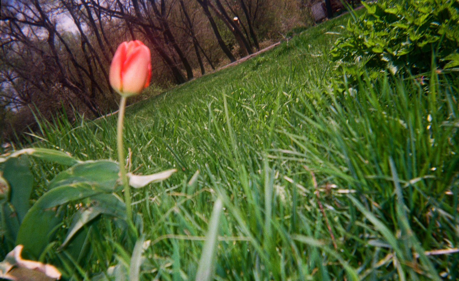 Tulip blooming amid green grass, in photo at wonky angle