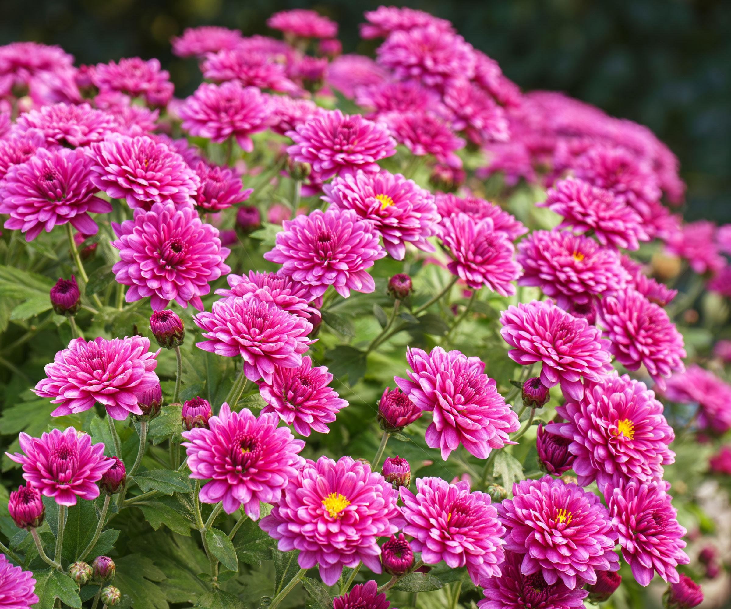 chrysanthemum plants with bright pink flowers