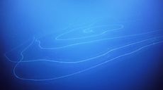 An image shows the coils of the long siphonophore.