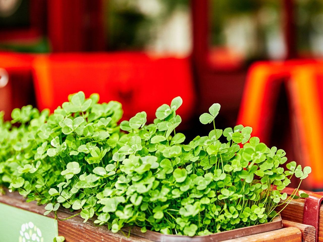 Indoor Potted Clover Plants