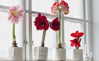 a row of Amaryllis in bloom on a window sill