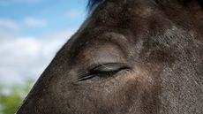 lose up of a dark coloured horse with its eye closed in the summer sunshine.