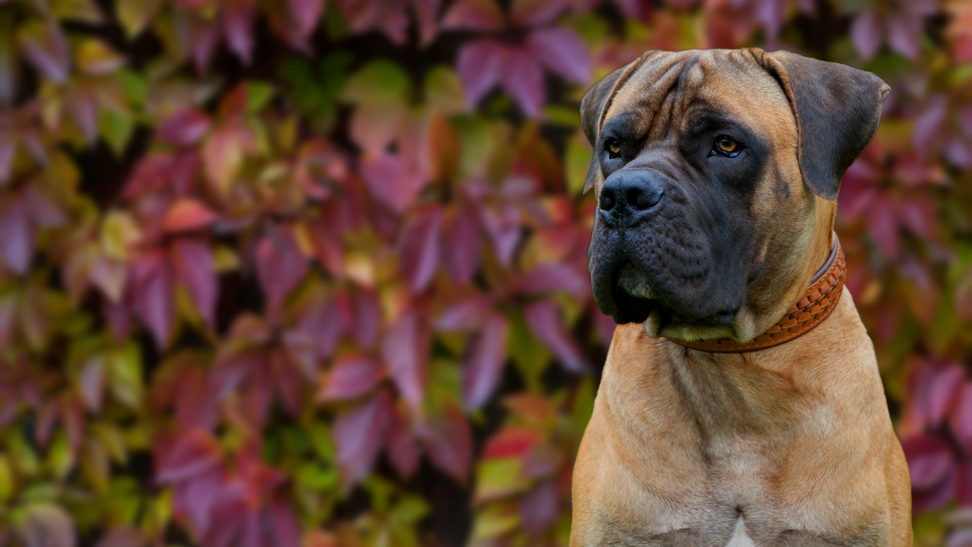 Boerboel dog standing against leaves