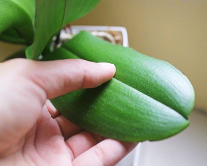 Examining sticky orchid leaf