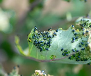 flea beetles on leaf