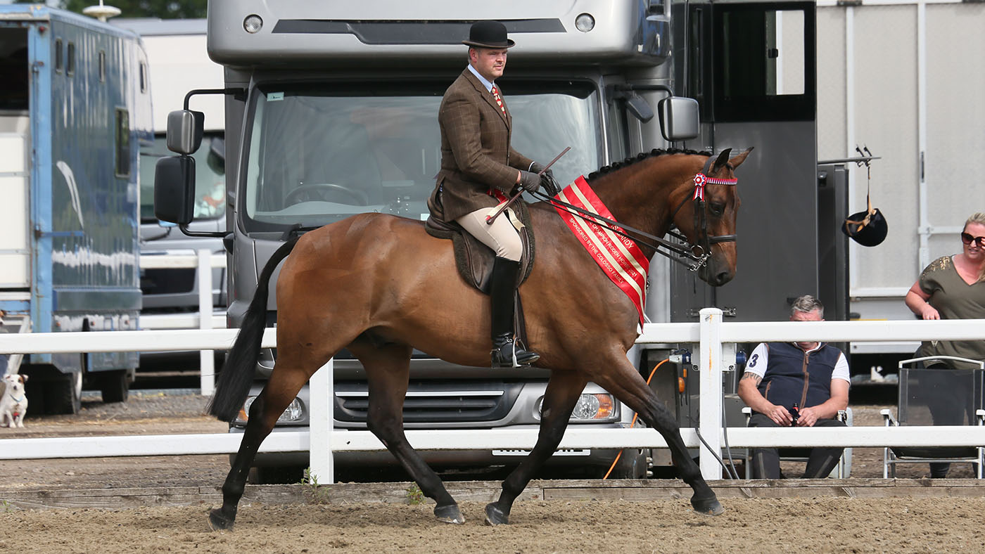 1593 Wyne Thorneycroft Best Man (ridden show horse supreme)