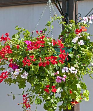 geraniums in hanging basket from Thompson & Morgan